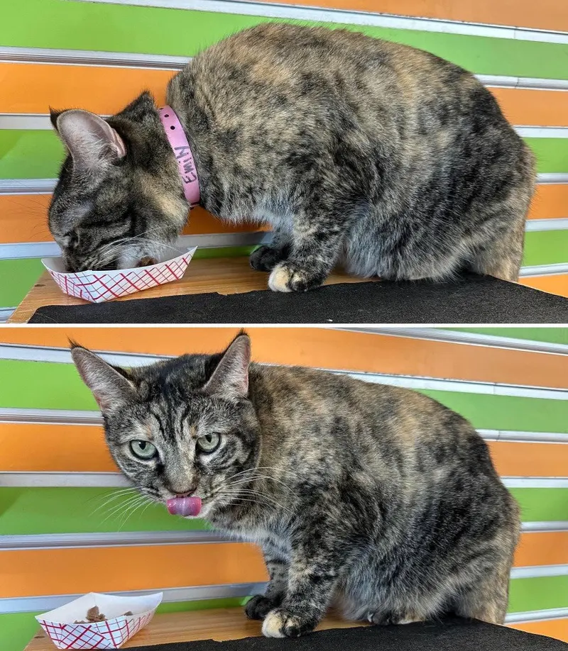 Emily, an adult female cat up for adoption