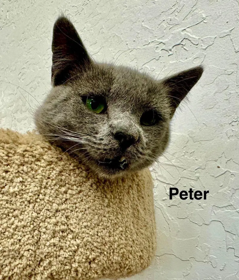 Peter, an adult male cat up for adoption