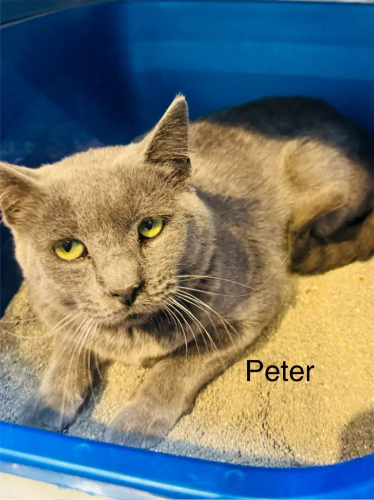 Peter, photo 2