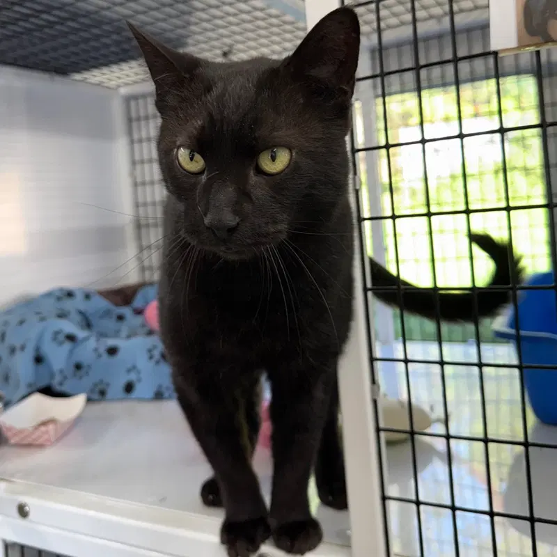 Charley, an adult male cat up for adoption