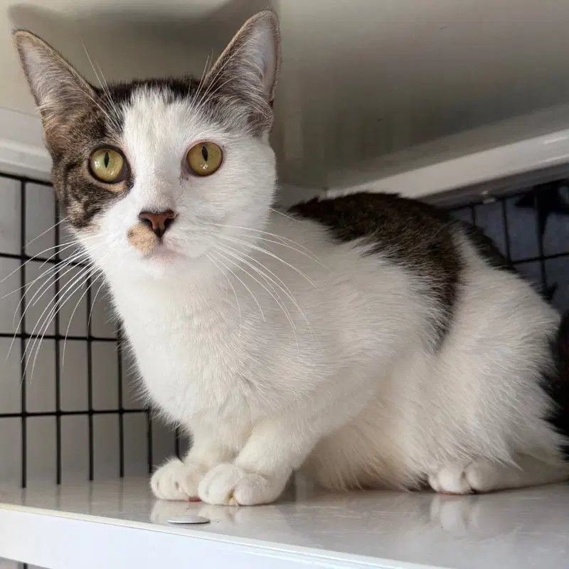 Streep, a young female cat up for adoption