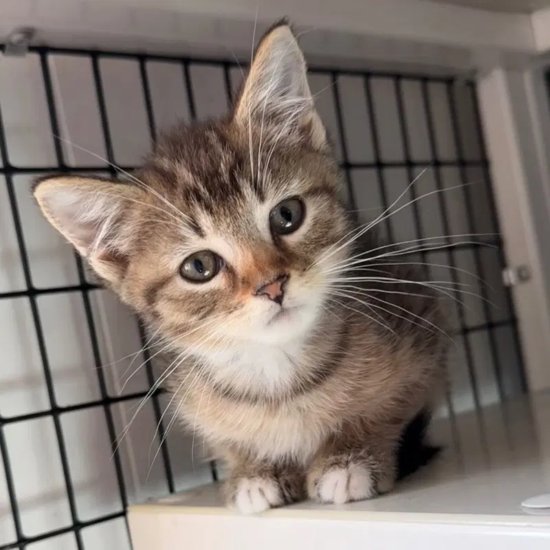 Ronald, a male kitten up for adoption