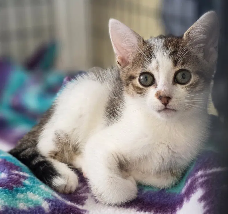 Skala, a female kitten up for adoption