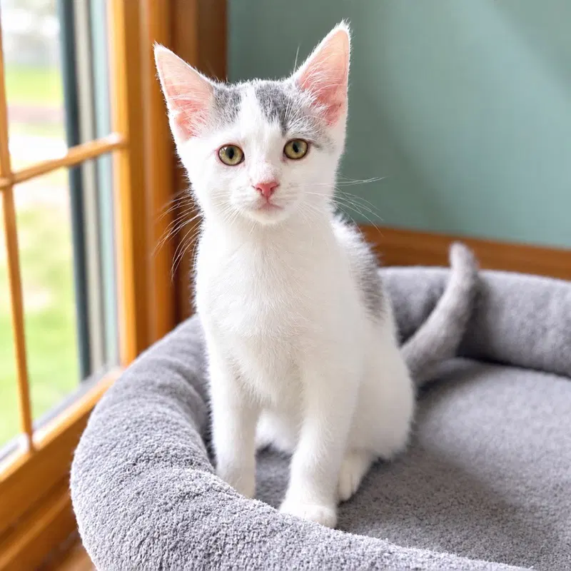 Dollar Dog, a male kitten up for adoption