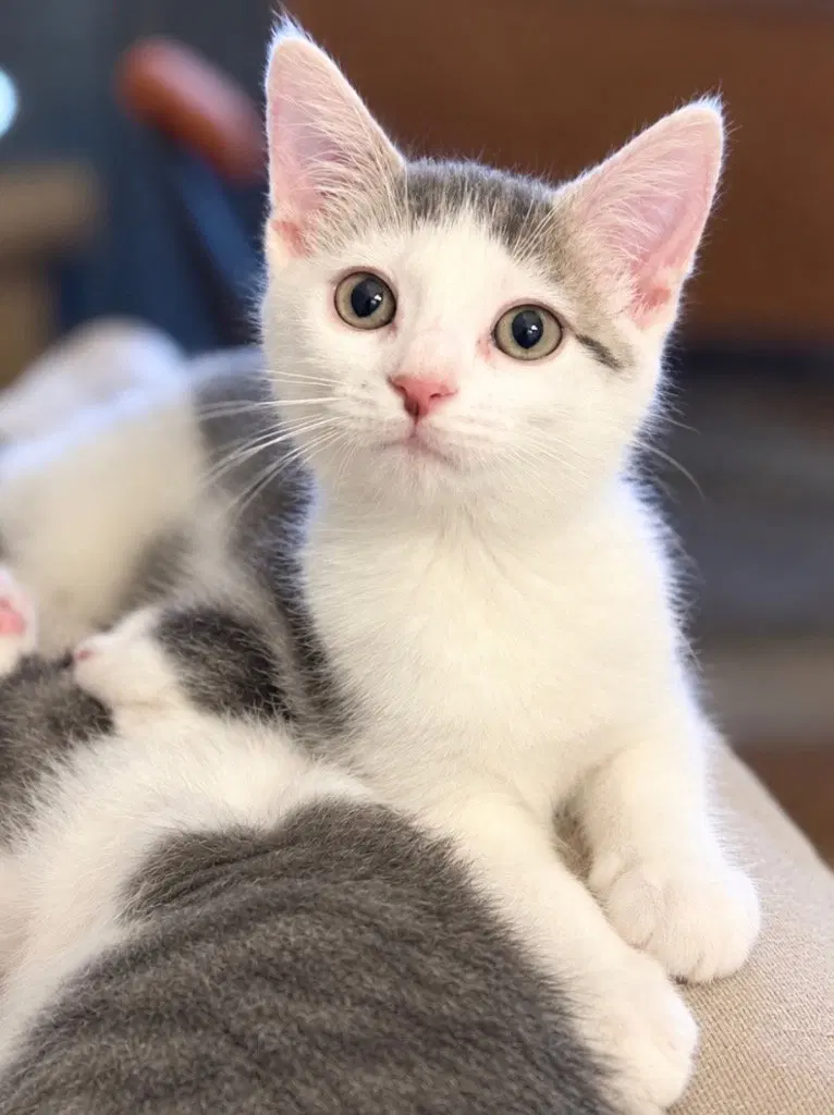 Rotisserie Chicken, a female kitten up for adoption