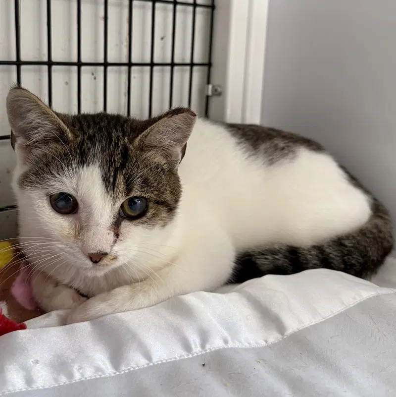 Cobbler, a male kitten up for adoption