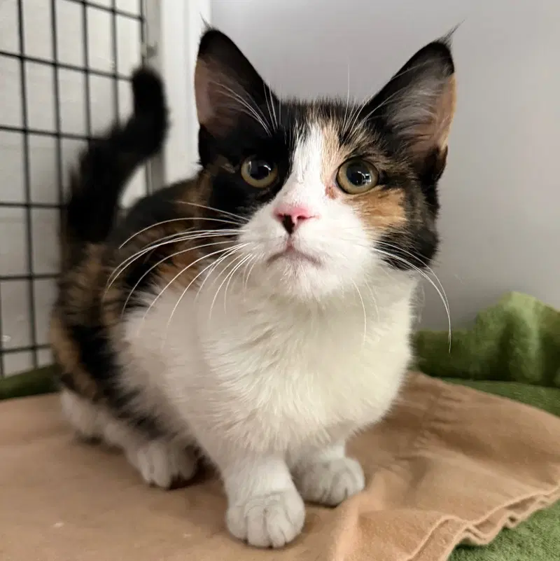 Carmella, a female kitten up for adoption
