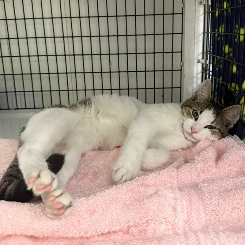 Otis, a male kitten up for adoption