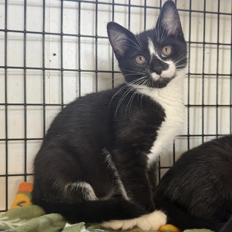 Morticia, a female kitten up for adoption