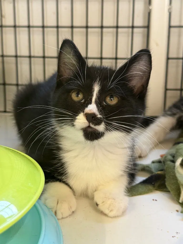Sabrina, a female kitten up for adoption