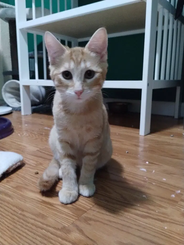 Blinkin, a male kitten up for adoption