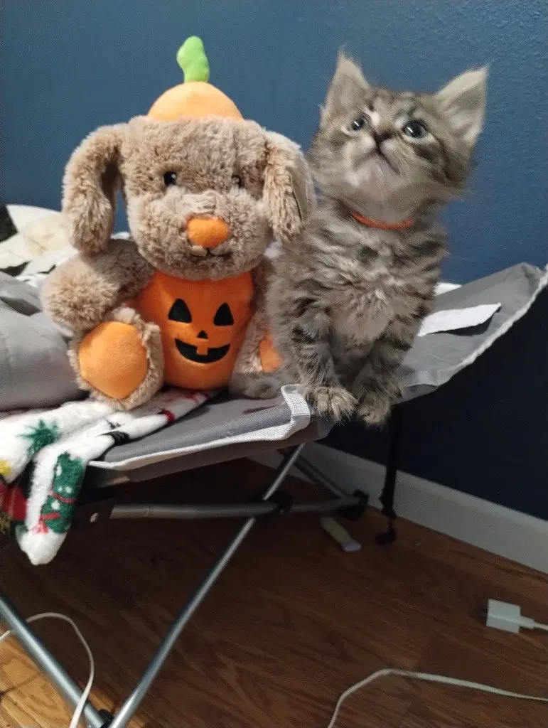 Gizmo, a male kitten up for adoption