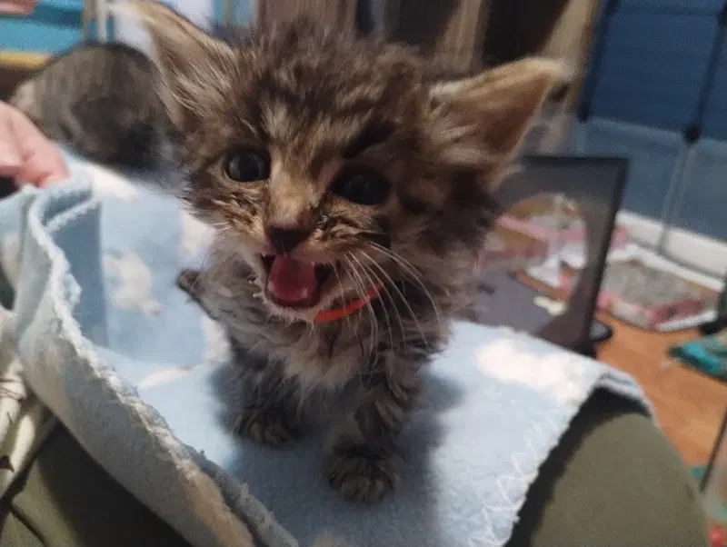 Gizmo, photo 2