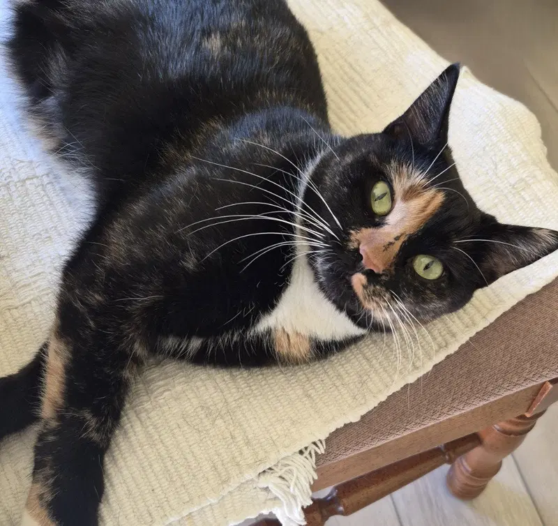 Lella, an adult female cat up for adoption