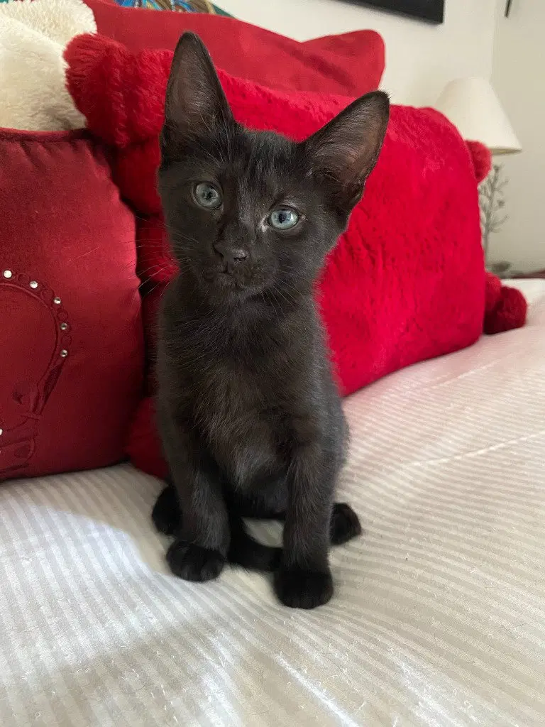 Toast aka Void, a female kitten up for adoption