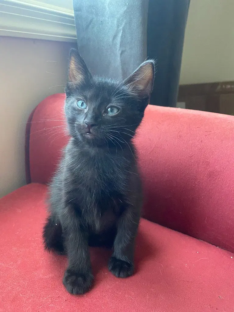 Toast aka Void, photo 3