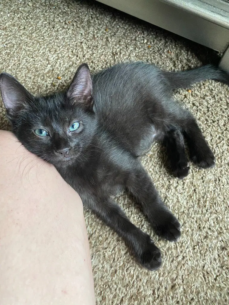 Toast aka Void, photo 4