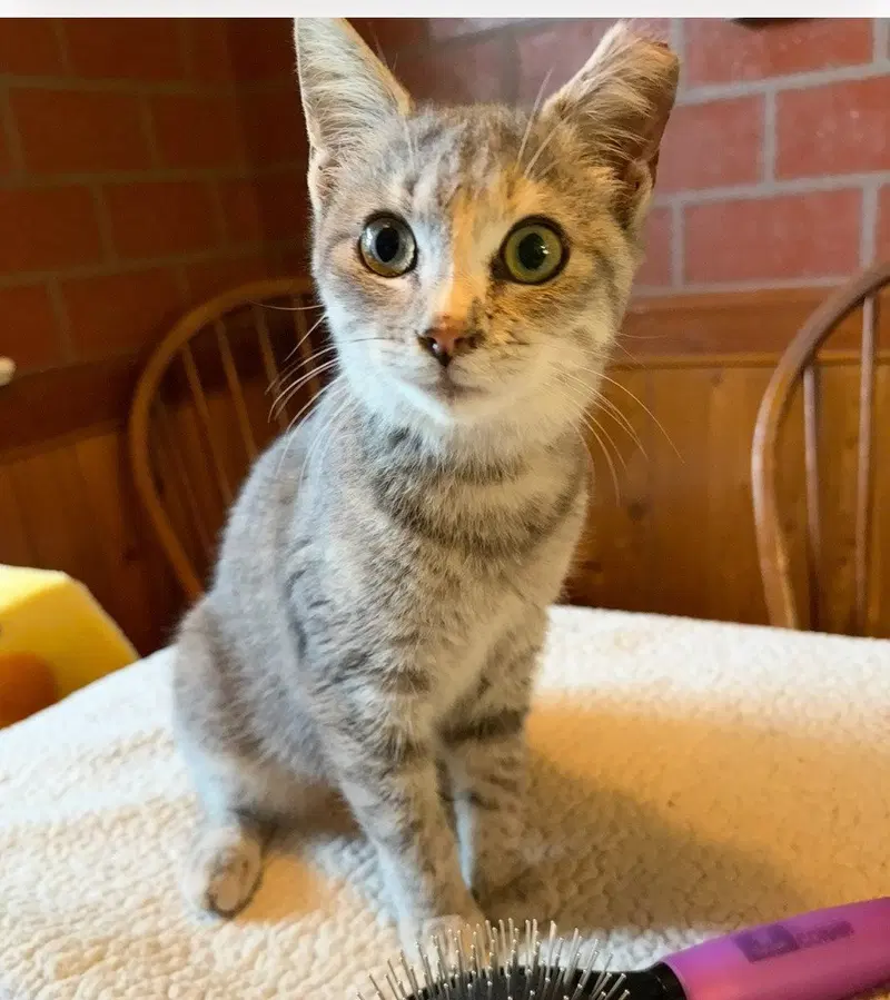 Foxie, a female kitten up for adoption
