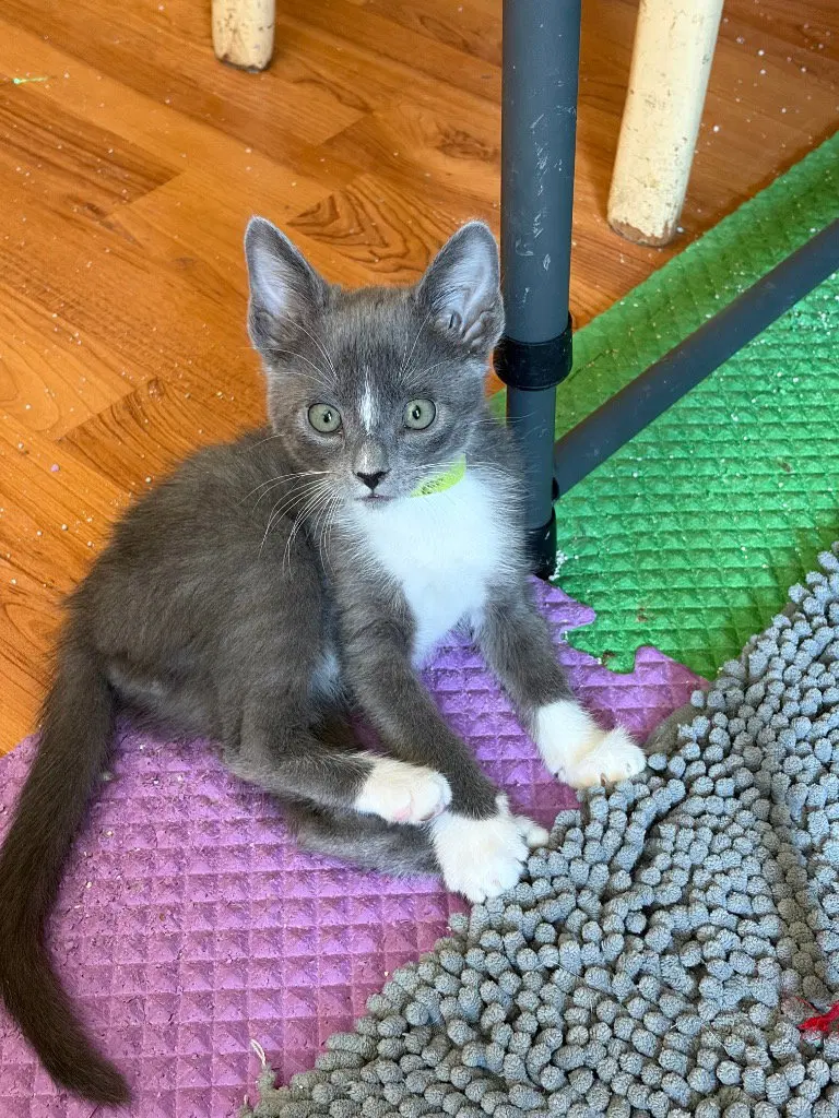 Dale, a male Russian Blue kitten up for adoption
