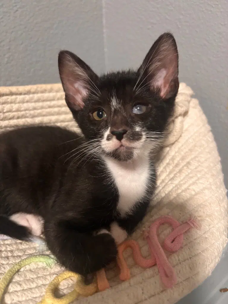 David, a male Bombay kitten up for adoption