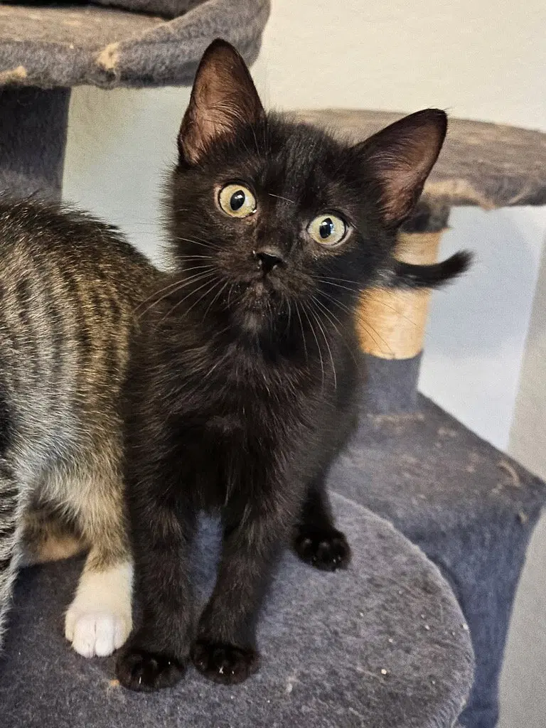 Athena, a female kitten up for adoption