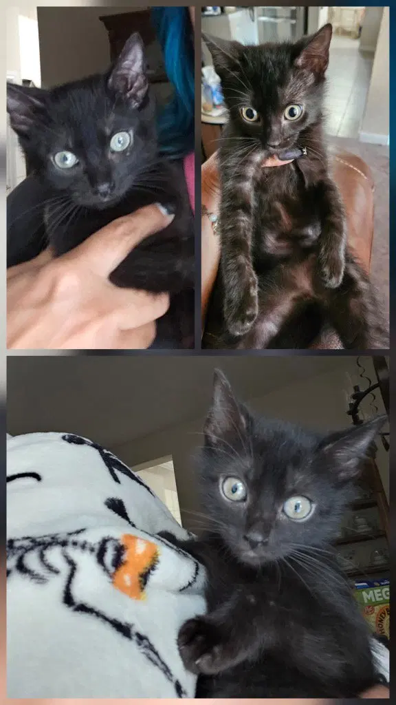 Tiger Lilly, a female kitten up for adoption