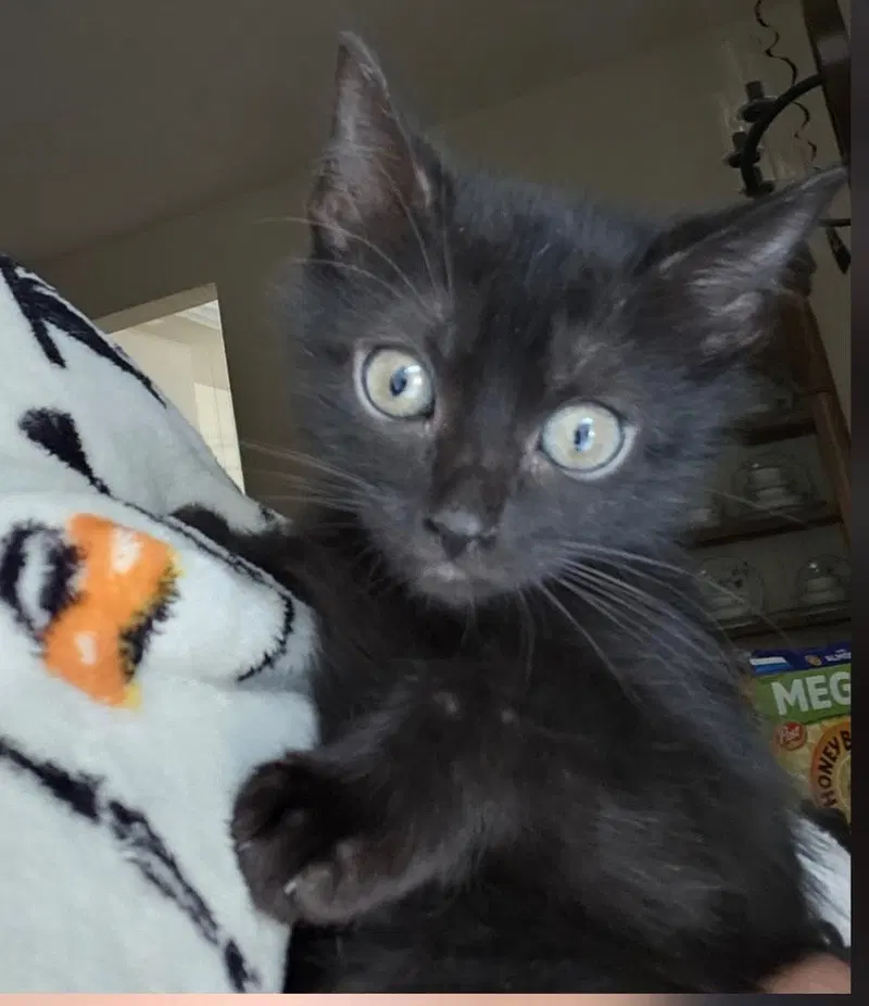 Tiger Lilly, photo 2