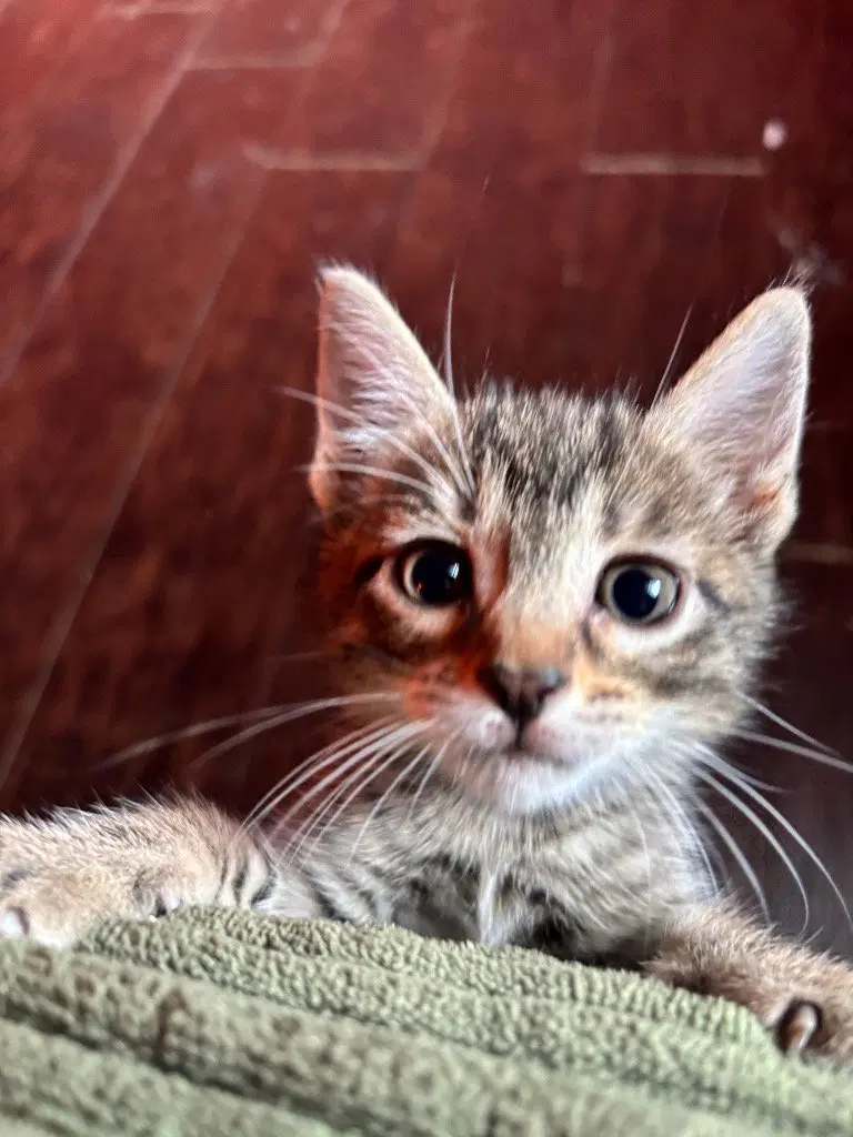 Baby, a female Tabby kitten up for adoption