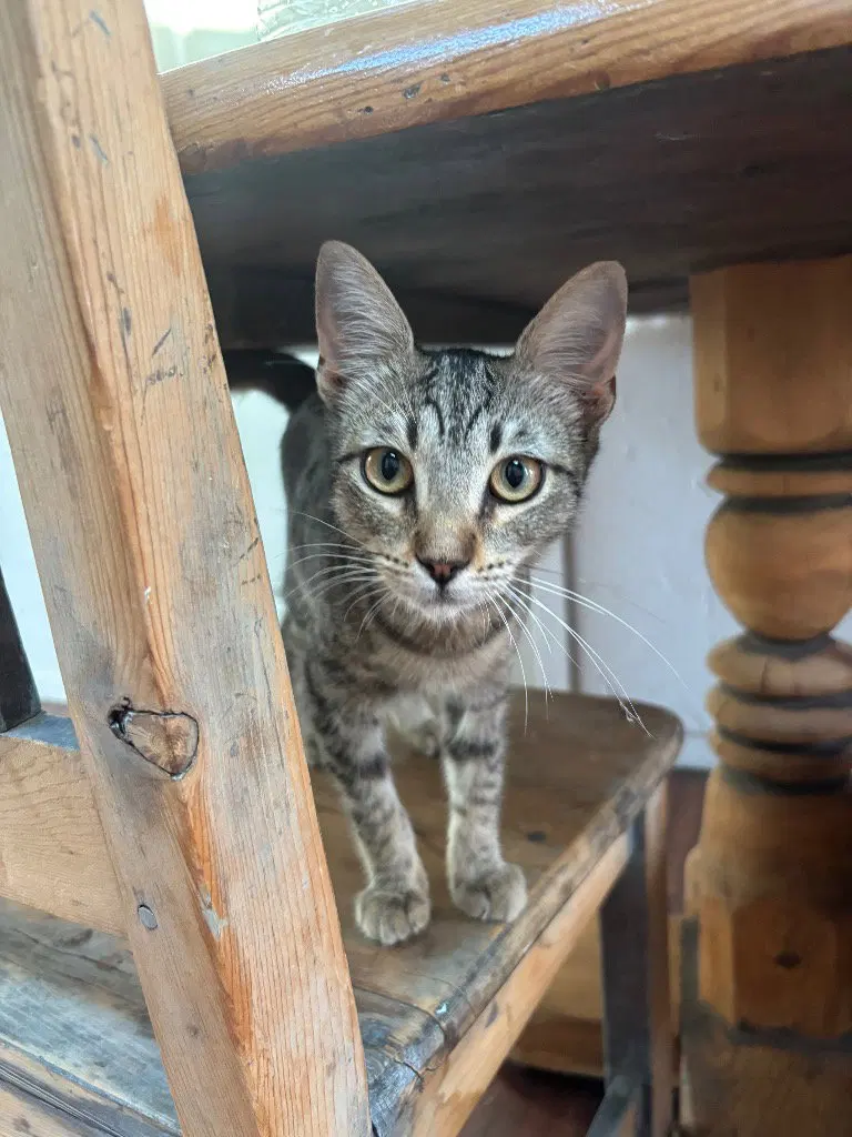 Penny, a young female Tabby cat up for adoption