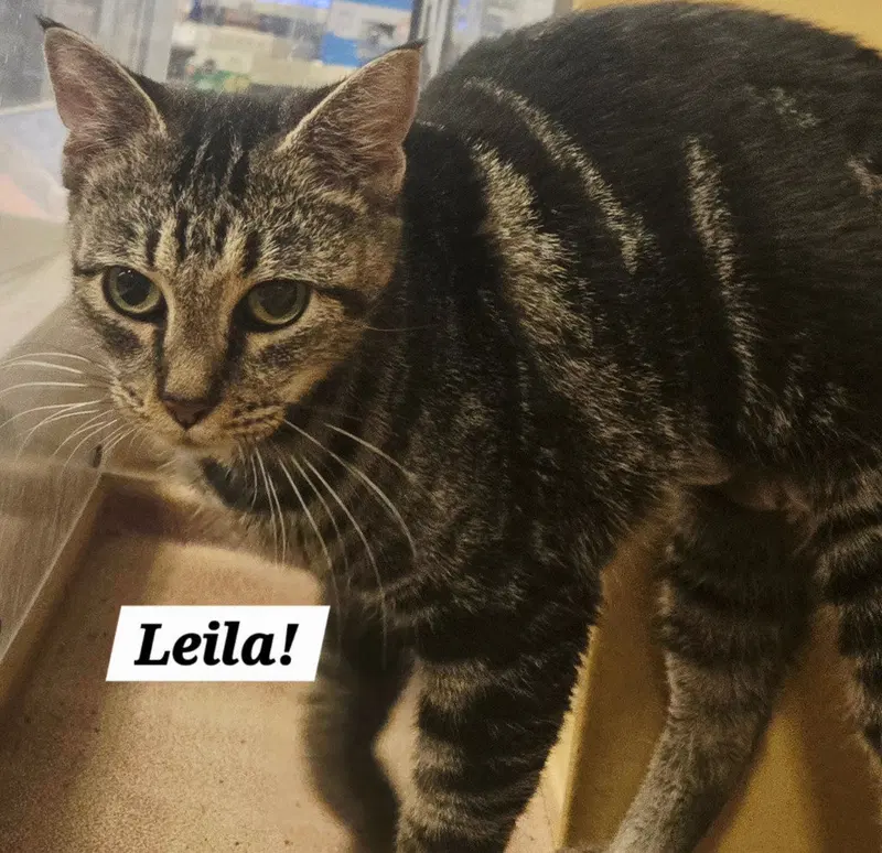 Leila, an adult female cat up for adoption