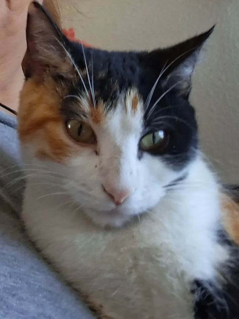 Cali, a young female cat up for adoption