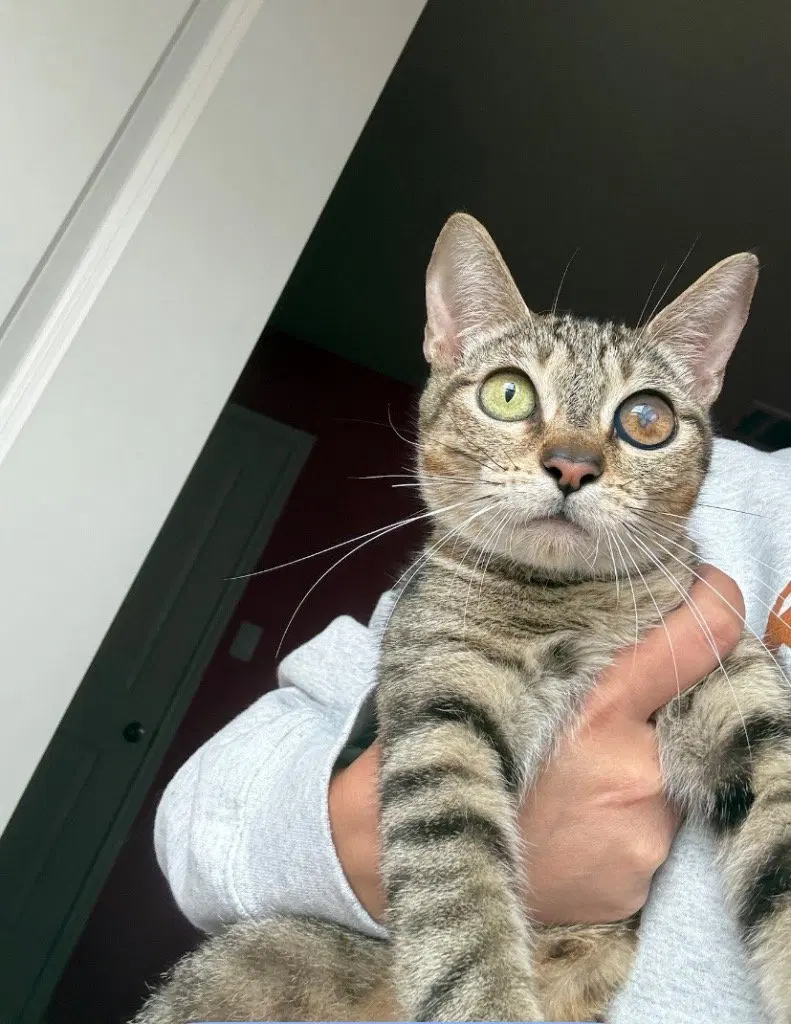 Ariana, a young female Tabby cat up for adoption
