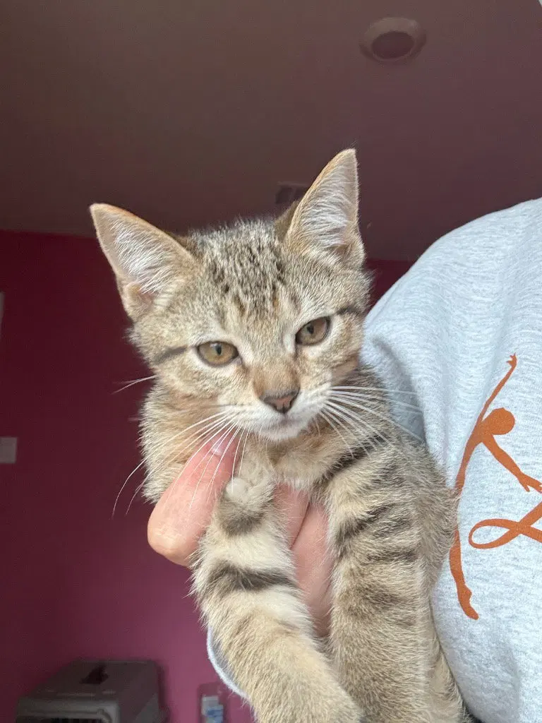 Riley, a male Tabby kitten up for adoption