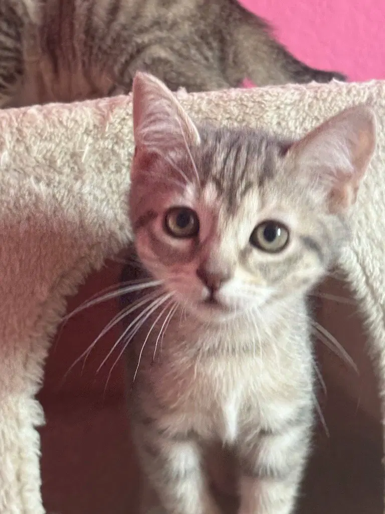 Clover, a female Tabby kitten up for adoption