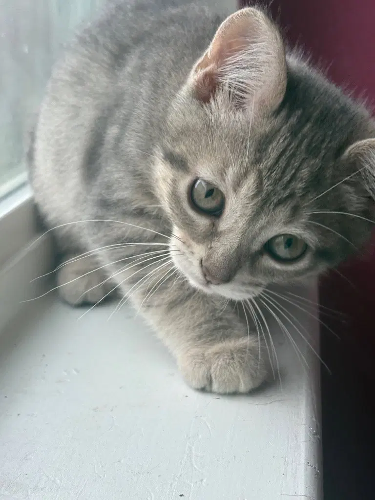 Clover, photo 2