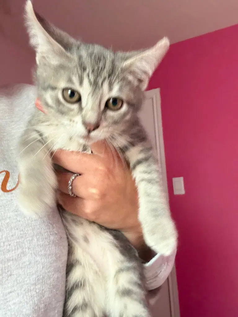 Dylan, a female Tabby kitten up for adoption