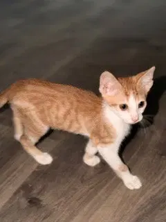 Fanta, a male Tabby kitten up for adoption