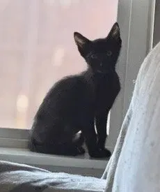 Dr Pepper, a male Tabby kitten up for adoption