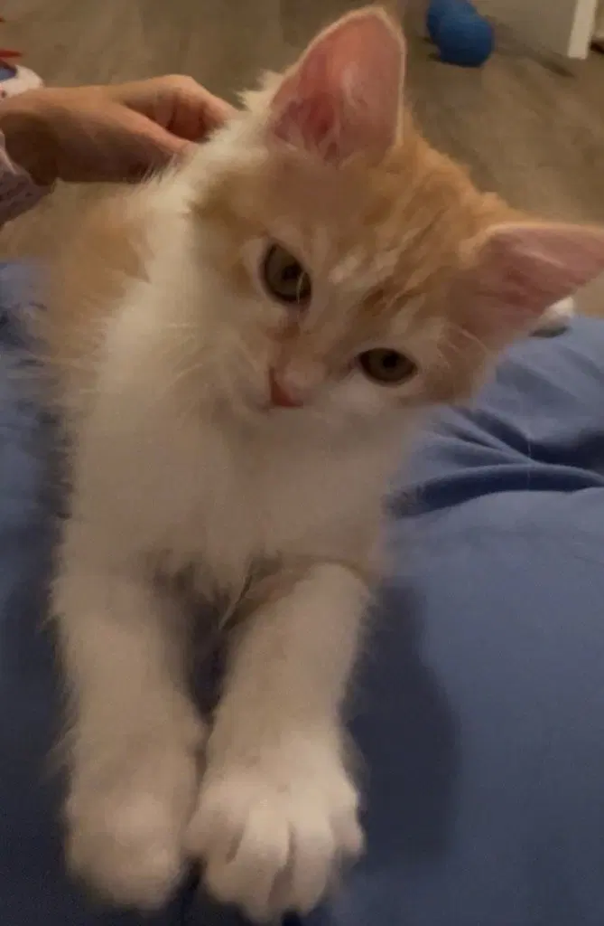 Nicky, a female kitten up for adoption