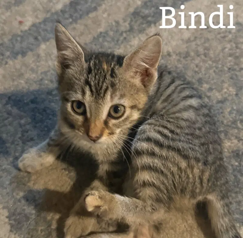 Bindi, photo 2