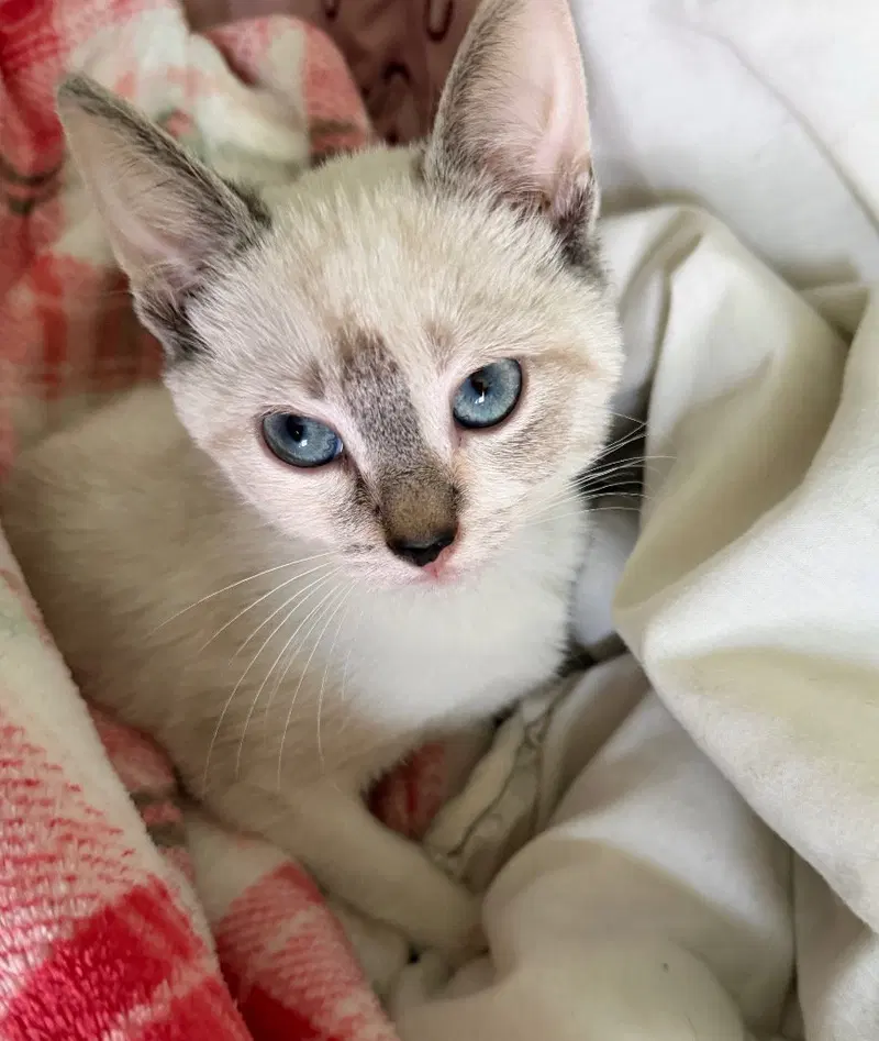 Snowball, a female Tabby kitten up for adoption