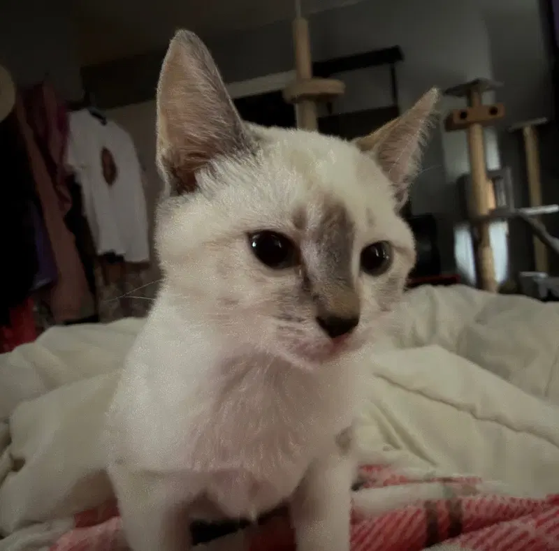 Snowball, photo 3