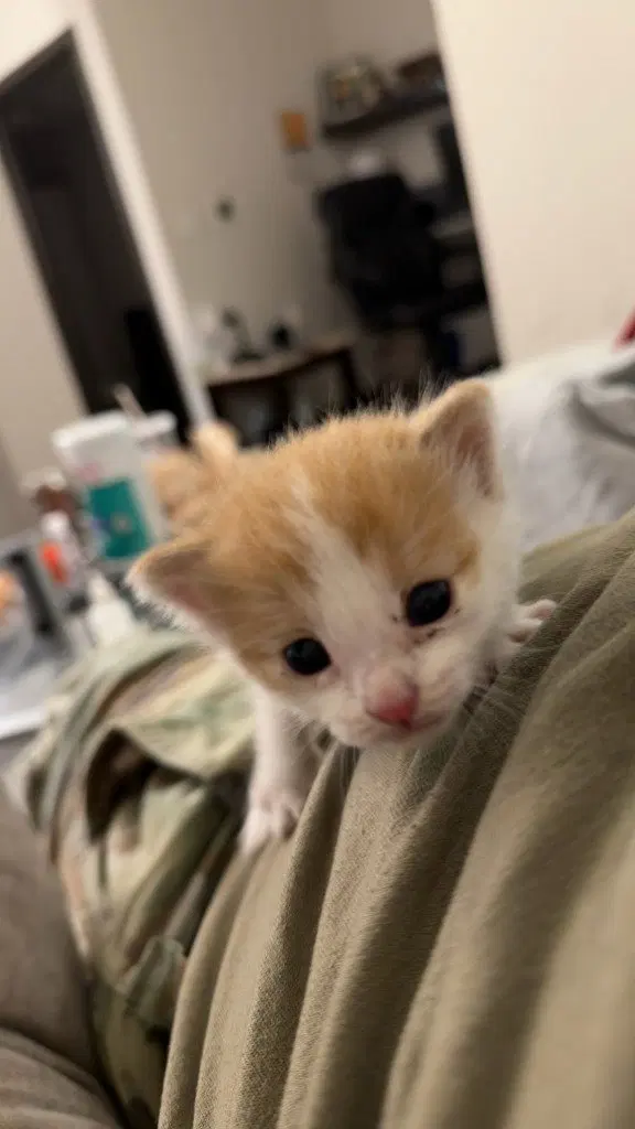 Dinner Roll, a male kitten up for adoption
