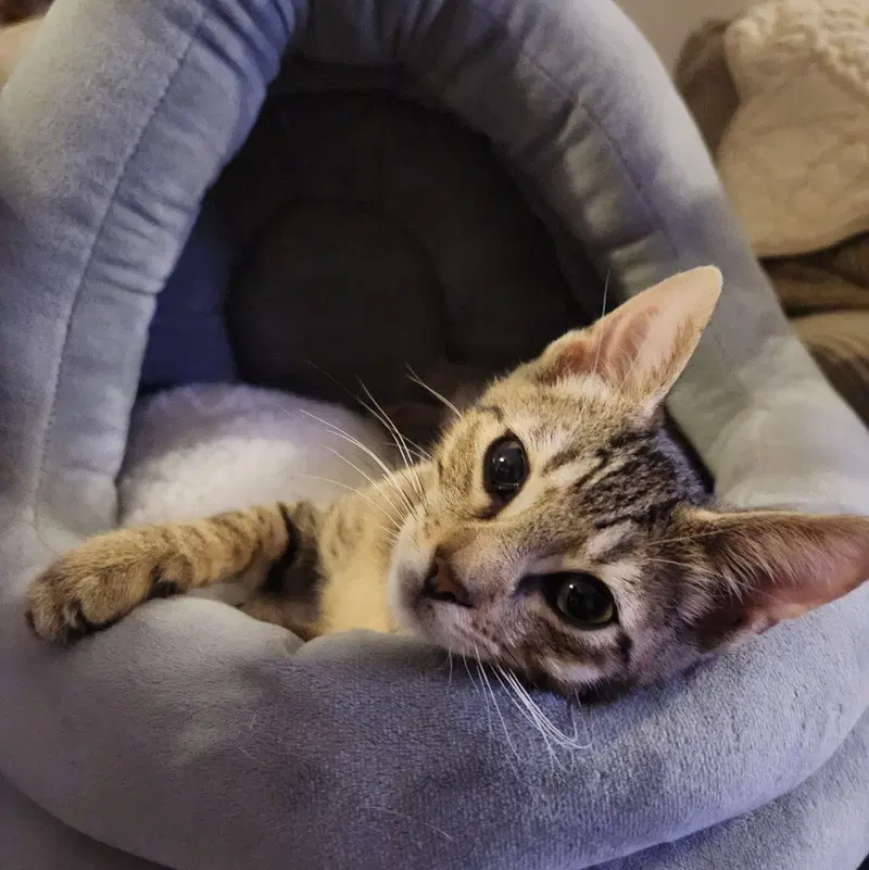Timmy, a male Tabby kitten up for adoption