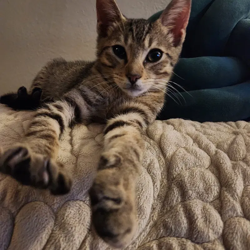 Timmy, photo 4