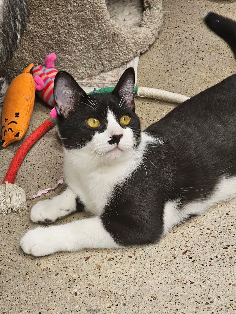 Domino, a male kitten up for adoption