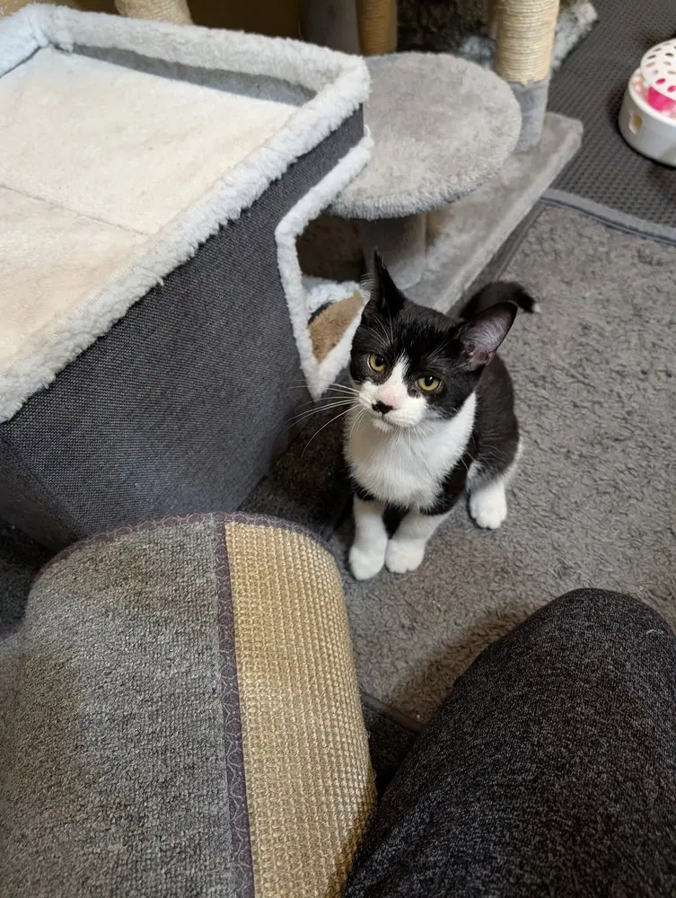 Domino, photo 3
