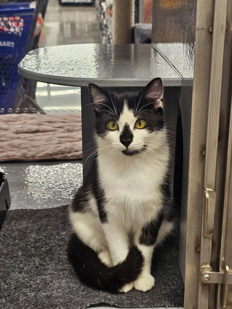 Biscotti, a female kitten up for adoption