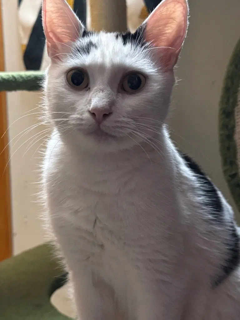 Poekie, a young female American Shorthair cat up for adoption