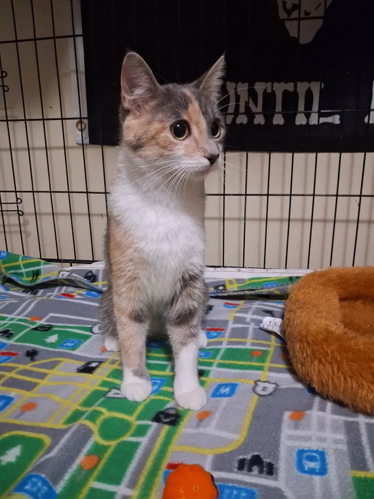 Kyttee, an adult female American Shorthair cat up for adoption
